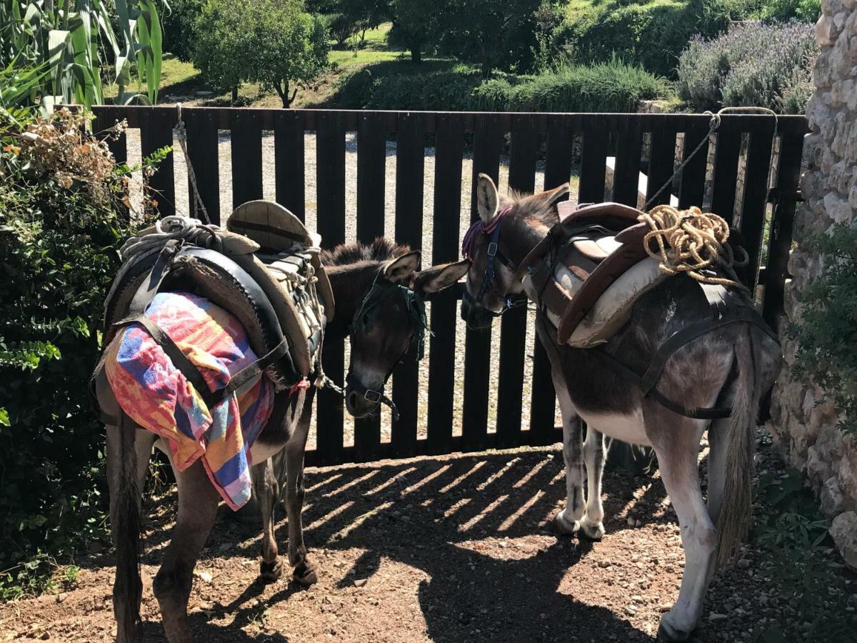 Ferienhaus Olive Garden キパリシア エクステリア 写真